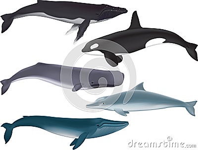 Whales Vector Illustration