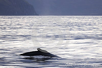 Whale watching in Skjalfandi bay. Stock Photo