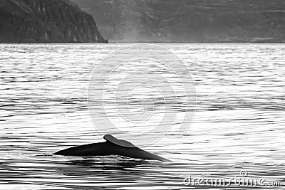 Whale watching in Skjalfandi bay. Stock Photo