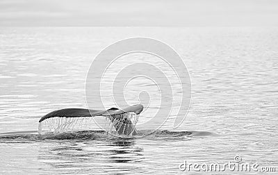 Whale watching in Skjalfandi bay. Stock Photo