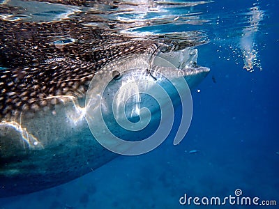 whaleshark in the pacific ocean in oslob on cebu island Stock Photo