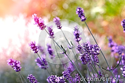 What a beautiful lavender Stock Photo