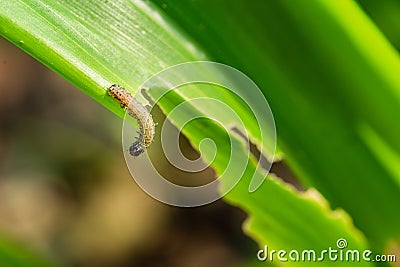 What causes the maize leaves being damaged,Corn leaf damaged by fall armyworm Spodoptera frugiperda.Corn leaves attacked by worms Stock Photo