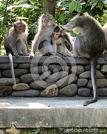 Monkey family just hanging out at the Monkey Forest in Ubud, Bali Indonesia. Stock Photo