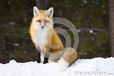 What Did The Fox Say? Stock Photo