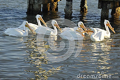 What Did You Say? White Pelicans Squabble Stock Photo