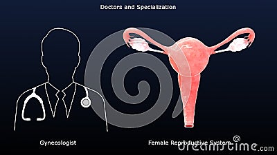 Gynecologists - Doctor and Specialization of Reproductive and sexual health services Stock Photo