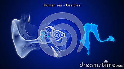 What is the function of Ossicles Stock Photo