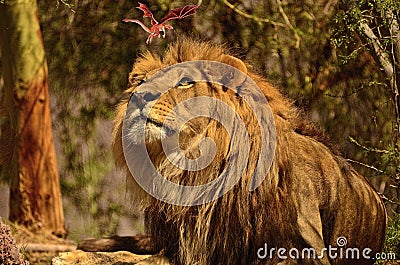 What the lion is really seeing! Stock Photo