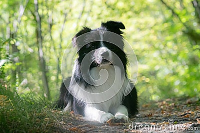 Cute Border Collie Lying Down in a Pretty Spring Woodland Stock Photo