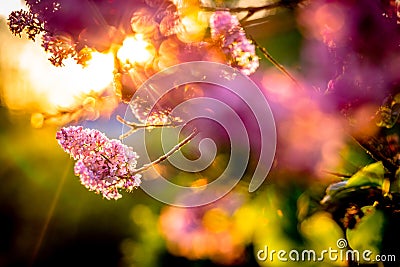 This Is What Spring Looks Like Stock Photo