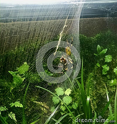 What a Tangled Web He Weaves Stock Photo