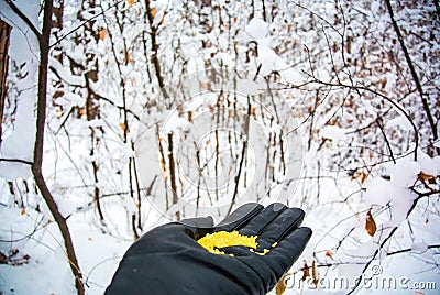 What to feed the birds in the winter? Man feeds the bird in the winter forest. Stock Photo