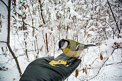 What to feed the birds in the winter? Man feeds the bird in the winter forest. Stock Photo