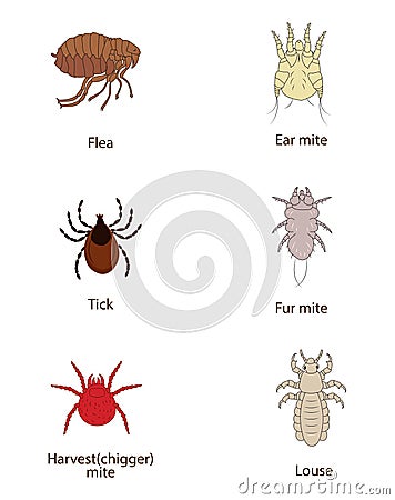 What To Know About Parasites. Skin And Fur Parasites Vector Set. Flea, Tick, Ear Mite, Fur Mite, Harvest Mite, Louse. Vector Illustration