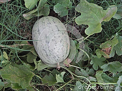 MADRASI KAKDI /MADRAS CUCUMBER Stock Photo