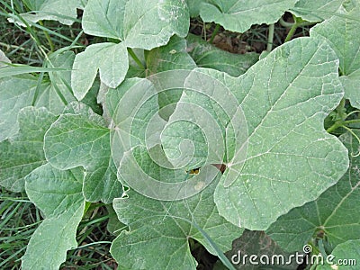 MADRASI KAKDI /MADRAS CUCUMBER Stock Photo