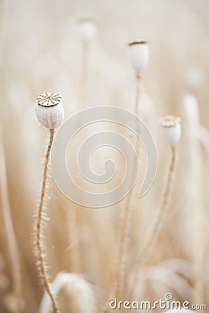 Wheal and papaver dry with insect in yellow field Stock Photo