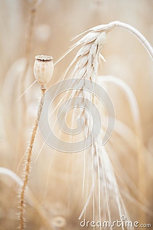 Wheal and papaver dry with insect in yellow field Stock Photo