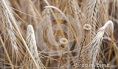 Wheal and papaver dry with insect in yellow field Stock Photo