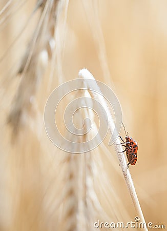 Wheal and papaver dry with insect in yellow field Stock Photo
