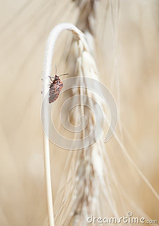 Wheal and papaver dry with insect in yellow field Stock Photo