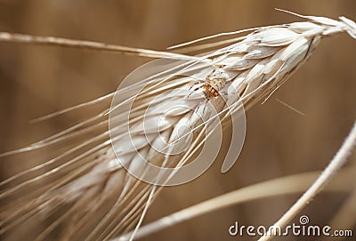 Wheal and papaver dry with insect in yellow field Stock Photo