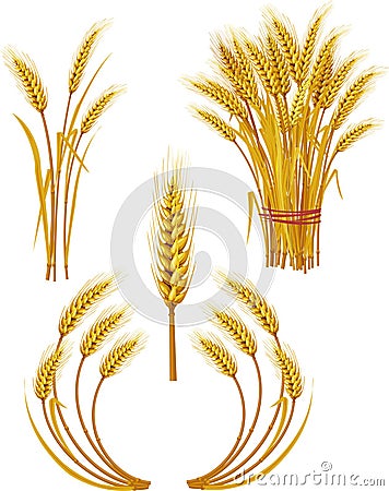 Wheat Vector Illustration