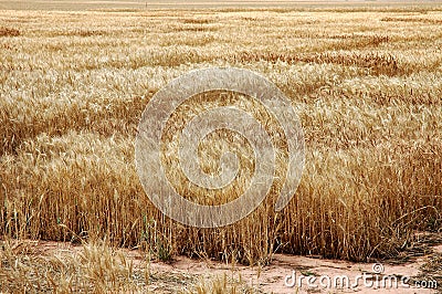 Wheat Stock Photo