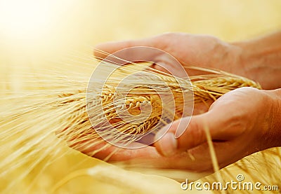 Wheat Stock Photo