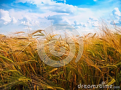 Wheat Stock Photo