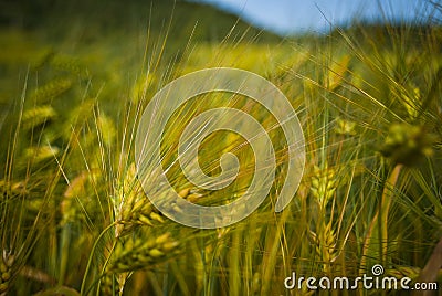 Wheat Stock Photo