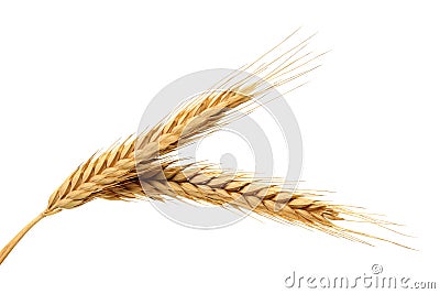 Wheat Stock Photo