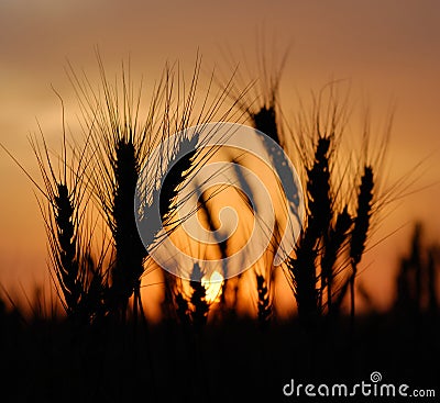 Wheat Stock Photo