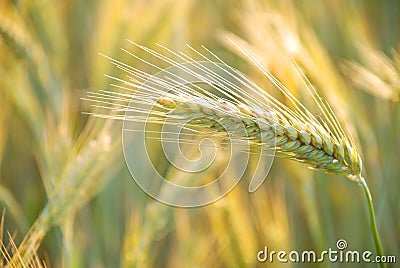 Wheat Stock Photo