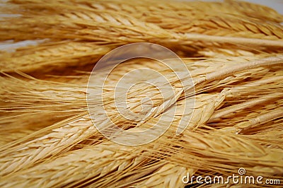 Wheat background Stock Photo