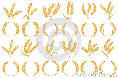 Wheat or barley ears. Golden grains harvest, stalk grain wheat, corn oats and rye. Barley organic flour agriculture Vector Illustration