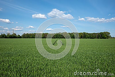 Wheat or barley field with the trace of tractor or vehicle wheel mark. Stock Photo