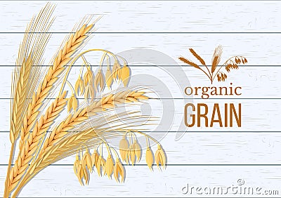 Wheat, barley, oat and rye set. Four cereals spikelets with ears, sheaf and text premium foods, natural product. Vector Illustration