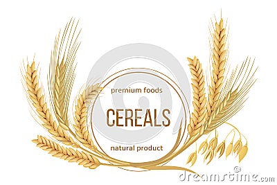 Wheat, barley, oat and rye set. Four cereals spikelets Vector Illustration