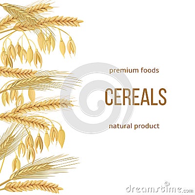 Wheat, barley, oat and rye set. text premium foods, natural Vector Illustration