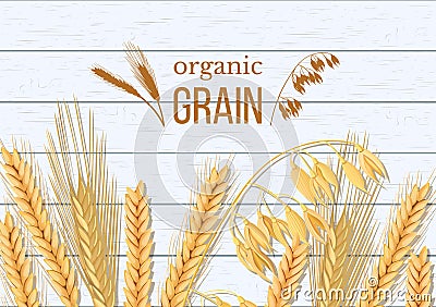 Wheat, barley, oat and rye on white wooden background. Cereals spikelets with ears, sheaf and text organic grain, Vector Illustration