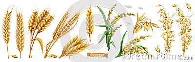 Wheat, barley, oats, rice. Vector Illustration