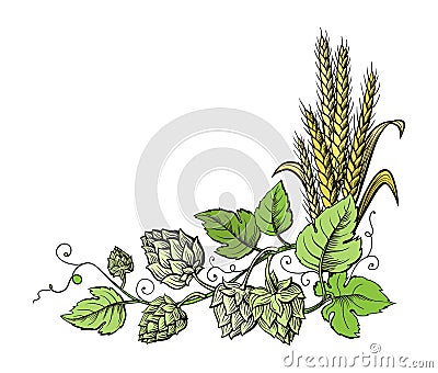 Wheat and beer hops branch with wheat ears, leaves and hop cones. Vector Illustration