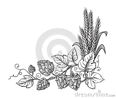 Wheat and beer hops branch with wheat ears, leaves and hop cones. Vector Illustration