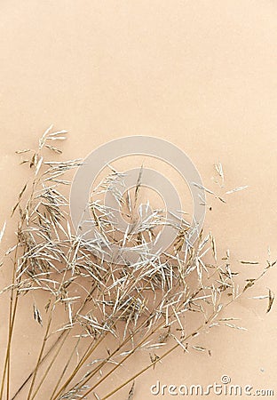 Wheat on beige wall. Aesthetic minimal wallpaper. Summer Autumn floral plant background composition Stock Photo