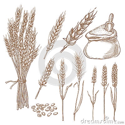 Wheat cereal spikelets, grain and flour bag vector sketch illustration. Hand drawn isolated bakery design elements Vector Illustration