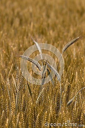 Wheat Close Up Stock Photo