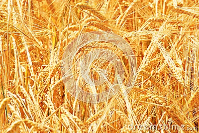 Wheat close up Stock Photo