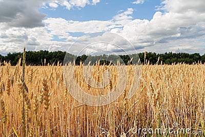 Wheat closeup. Wheat field. Background of ripening ears of wheat Stock Photo